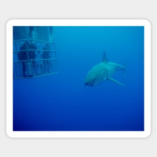 Caged Divers Watch a Great White Shark in Mexico Sticker